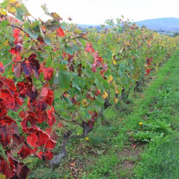 Pélussin 2013 : l’Harmonie se met au vert…